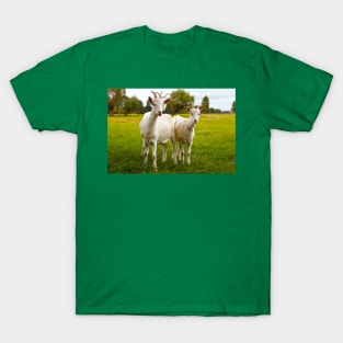 Three domestic goats on green pasture T-Shirt